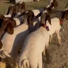 جذعات نعيم صنف خصم الخصم - السوم 1020