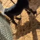 جذع عارضي كفو صنف اصل معرف تعريف كامل