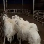 طليان حريات بريه