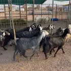 معزا مقاني مضاريع العدد 11