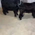 عنز عارضيه كفو خصم والد معها جفره