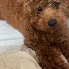 كلب بودل ذكر مستوى عالي