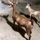 عناق للبيع