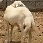 فحل مشروط للبيع