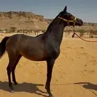 مهره شعبيه شيخه