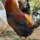 مطلوب ديك تركي