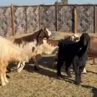 غنم للبيع مع الفحل