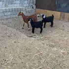 جفره خلفه عنز