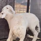 طليان للبيع