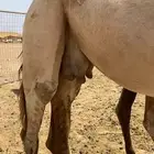 ناقه للبيع