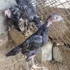 شامو الماني