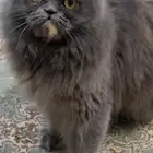 قطة شيرازيه للتزاوج