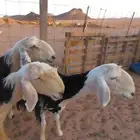 اربع شياه نجد صنف
