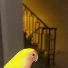 روز الييف مع ملحقاته للبيع ب 300