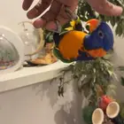 لوري رد كولارد هدد متكلم