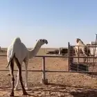 للبيع بكره رمانيه كفو