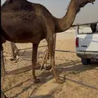 للبيع خفوت مجهم