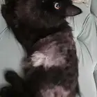 للتبني قطط