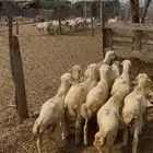 فران تربية