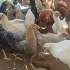 دجاج بلدي مع ديوك العمرتقريبا 3 شهور