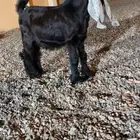 مضروع فحل عارضي خصم الخصم