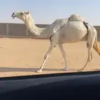 عشرا وضحا