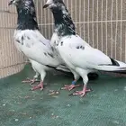 حمام باكستاني