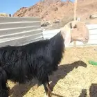 فحل نجدي صنف