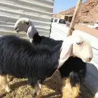 جذعتين نجد فواخر