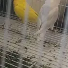 تبوك
