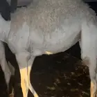 قعدان ثنين