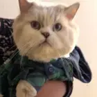 قط للتبني