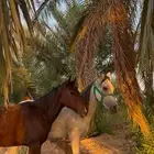 مهره وخيل للبيع على السوم