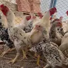 14 جوز كوشامو مستويات توب