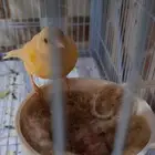 زوج كناري منتج تحته 3فروخ