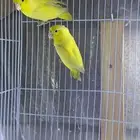 باروليت باروتليت باروتوليت مني روز