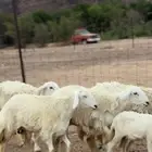 رخال حريه حرش فوااخر ولد و مضاريع