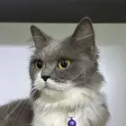 قطط