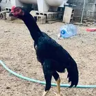 شامو الماني