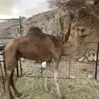 ناقه للبيع