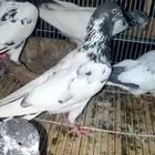 تيدي