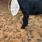 مشروع فحل عارضي كفو صنف معرف تعريف قوي