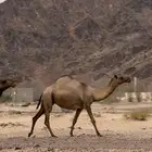 الناقه العونيه الصفراء الملاقي الكفو