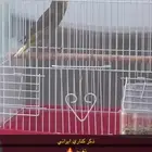 ذكر كناري تغريد