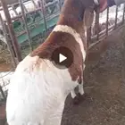 سواكن طيبه التواصل واتساب فقط
