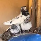 انثى كمنقر