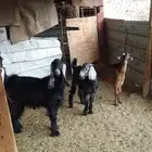 ثلاث تيوس على حد التقفيل واحد عمره