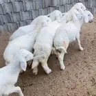 بهم تربية