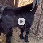 للبيع تيوس