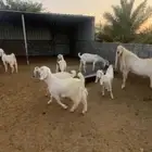 ماعز للبيع اغلبها مطورات